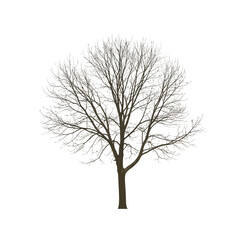 Obraz premium Bare Tree Silhouette Isolated on White Background