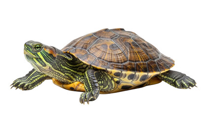 Fototapeta premium Red-eared slider turtle with brown and green shell on white background