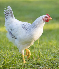 Portrait of a free ranging Delaware chickent pullet