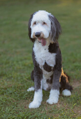 Sheepadoodle with its tonque our and ready to play