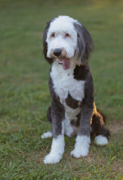 Sheepadoodle with its tonque our and ready to play