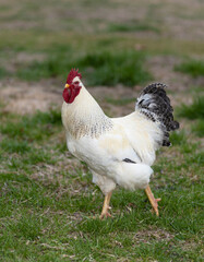 Rooster with white feathers and black in its tail roaming freely in a field