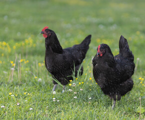 Two auserlorp chicken hens free ranging on a green pasture with flowers