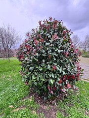 Photinia serrulata &lsquo;Red Robin&rsquo; evergreen shrub with glossy green leaves and vibrant red new growth. Popular ornamental hedge plant used in gardens, parks and landscape design, photographed outdoors.