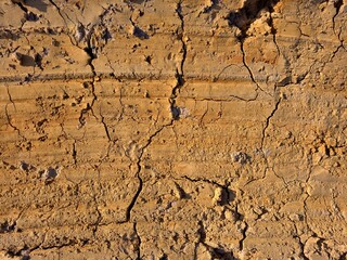 plants grow and natural soil cross section