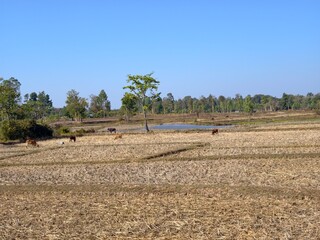 Beautiful view in the middle of rice fields