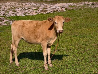 Cows that farmers raise in the fields.