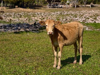Cows that farmers raise in the fields.