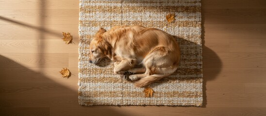 Naklejka premium Autumn Cat On Rug, Calm Seasonal Scene With Relaxed Ginger Feline Resting, Tranquil Autumn Setting Featuring Ginger Cat Peacefully Sleeping On Woven Mat Surrounded By Fall Leaves