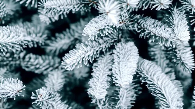 A closeup view of a snowy pine tree, showcasing its intricate patterns of frost on its needles. The snowflakes are pristine white, contrasting sharply with the dark green of the surrounding foliage.