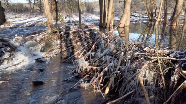 Biberdamm am Bach mit Eiszapfen im Winter, Auwald, K&auml;lte, Tierisches Bauwerk