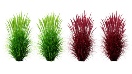 Lush green and vibrant red ornamental grass clumps for garden design, isolated on transparent background isolated on transparent background