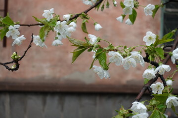 Bloom of sweet cherry tree with rain drops in April