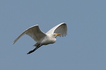 White-rumped egrets forage in the wild in public parks in Thailand.