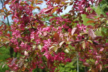 Branch of blossoming Malus niedzwetzkyana in mid May