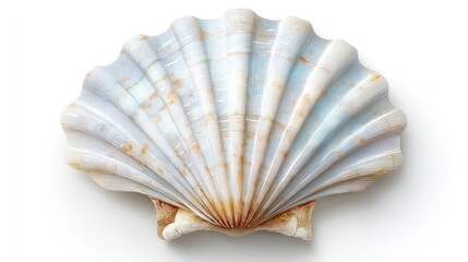 White scallop shell with photorealistic detail soft and relaxed for feminine packaging