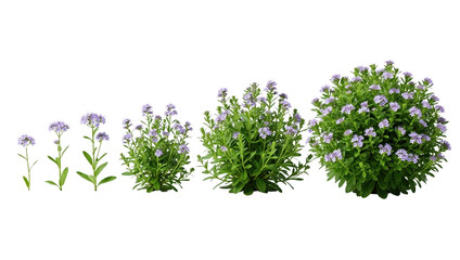 Obraz premium Stages of growth of a vibrant flowering plant with delicate purple blossoms, isolated on transparent background.