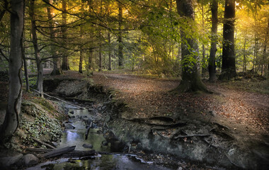 sch&ouml;nste Jahreszeit im Wald