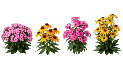 Vibrant pink and yellow flowering potted plants with lush green foliage, isolated on transparent background