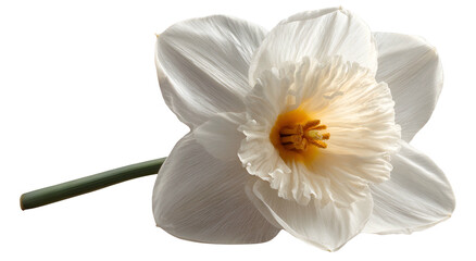 Close-up of a white daffodil with yellow center and green stem on black © Umrah