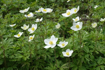 Multiple white flowers of Anemonoides sylvestris in May