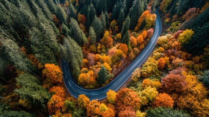 Winding Asphalt Road Through Lush Forest in Autumn, Aerial View of Colorful Trees