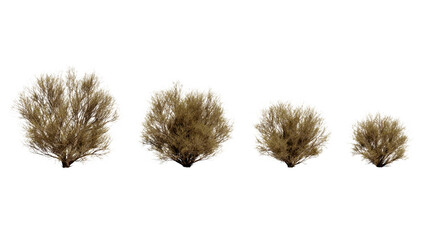 Collection of four dry brown desert bushes and shrubs in varying sizes, isolated on transparent background