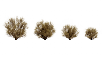 Collection of four dry brown desert bushes and shrubs in varying sizes, isolated on transparent background
