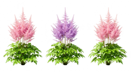 Vibrant pink and purple astilbe plants with lush green foliage, blooming exquisitely, isolated on transparent background.