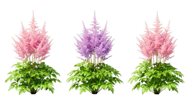 Vibrant pink and purple astilbe plants with lush green foliage, blooming exquisitely, isolated on transparent background.
