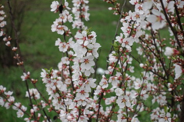 Blossoming branches of Prunus tomentosa with dew in April