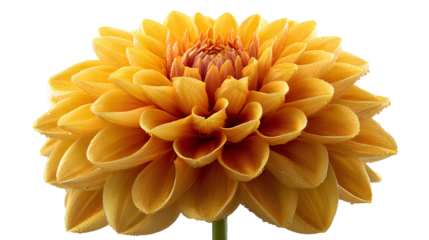 yellow dahlia flower