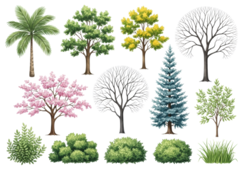 Curated hand-painted watercolor botanical illustrations: palm, deciduous, bare winter, conifer, pink blossom trees, bushes, grassy plants, isolated on transparent background, copy space, concept of