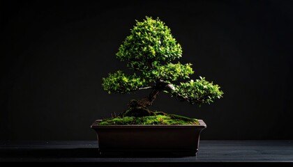 A Perfectly Sculpted Green Bonsai Tree Sits Centered Against a Dark Moody Background Illuminated by Dramatic Lighting