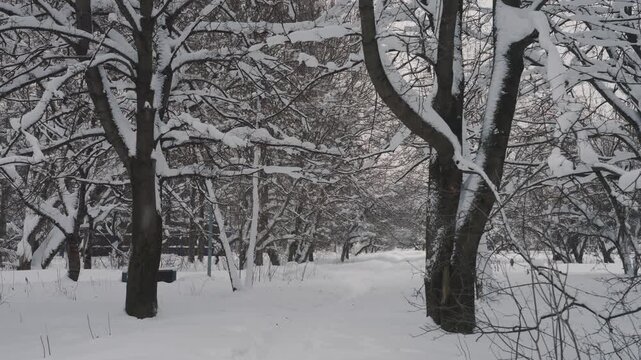 trees in snow, winter forest walk, a snowy trail surrounded by leafless trees blanketed in snow