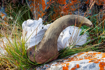 Skull of a musk ox tundra of Geologfjord, in Northeast Greenland National Park. This shows the white bone and boss of a long dead animal. Due to dry conditions this could be hundreds of years old.