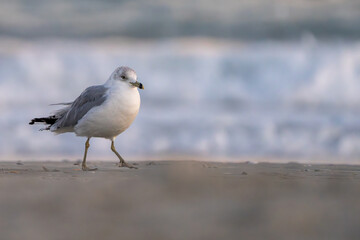 Seagull on the beach at sunset.