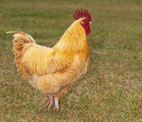 Buff Orpington chicken rooster walking on a field