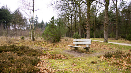 Empty wooden bench in a peaceful forest clearing during autumn 
A lonely wooden park bench sits along a quiet trail in a lush forest. The ground is covered with fallen autumn leaves and green moss, cr