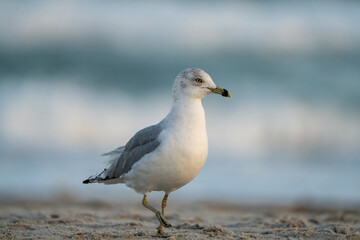 seagull walking on the beach