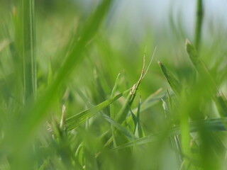 Macro shot of fresh green rice sprouts emerging in paddy field with morning dew drops.