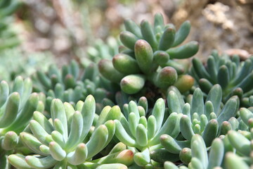 Fototapeta premium Top view of a group of green Jelly Bean succulents (Sedum pachyphyllum) growing densely.