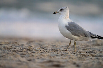 telephoto shot of a seagull on the beach