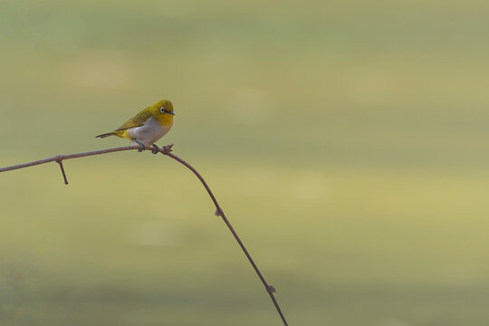 The Indian white-eye (Zosterops palpebrosus)