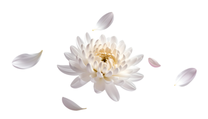 White chrysanthemum flower bloom with scattered floating petals, elegant botanical decoration on isolated background