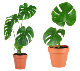 Obraz premium Two Potted Monstera Plants with Lush Green Leaves on Transparent Background