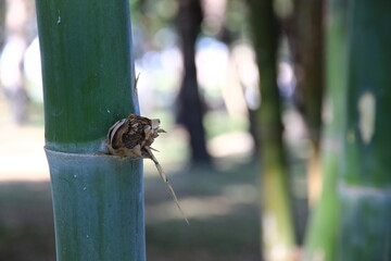 Dark green bamboo stalks in a park.