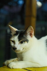 Calm Domestic Cat Portrait Resting On Wooden Surface At Night