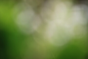 A blurred or bokeh effect of green leaves is natural.