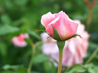 Bright pink roses in the park, naturally beautiful.
